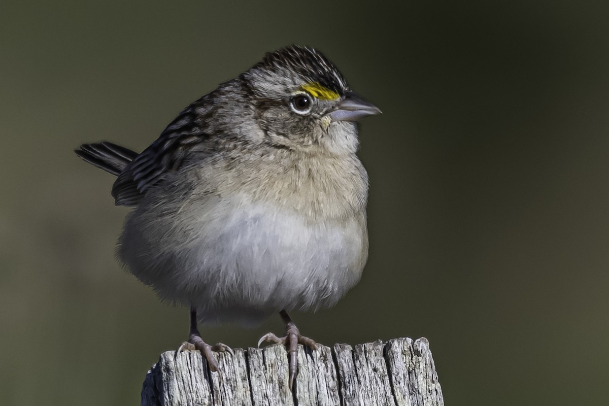 Grassland Sparrow - ML365878461