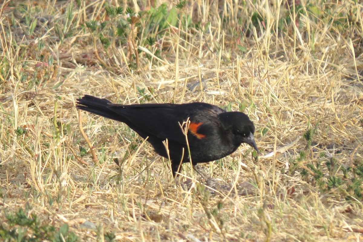 Red-winged Blackbird - ML365879431