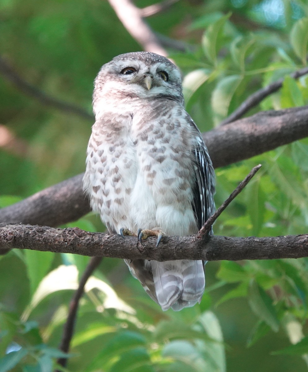 Spotted Owlet - ML365887671
