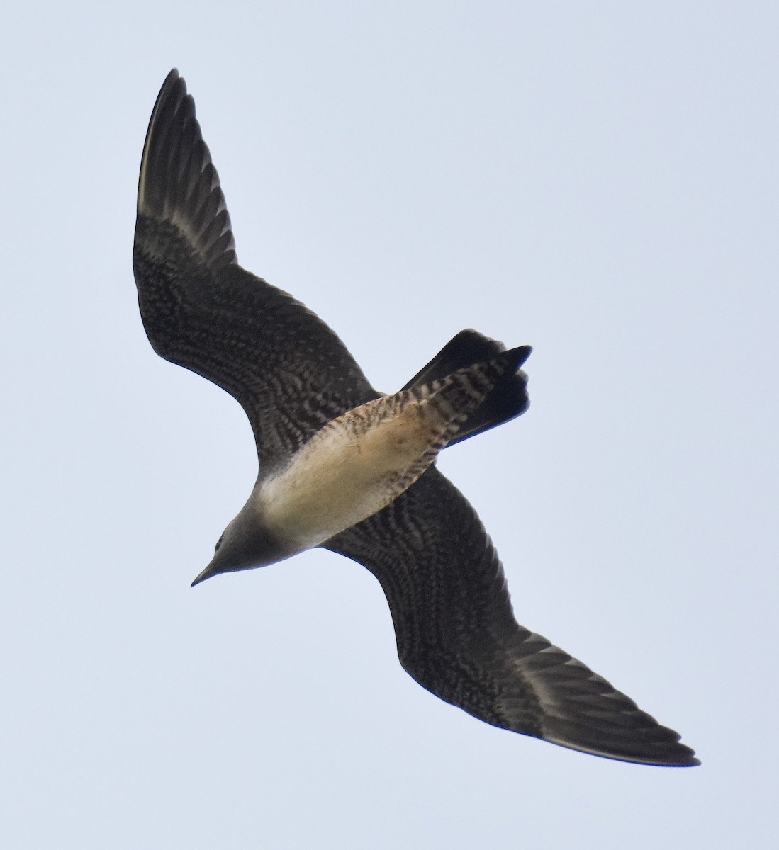 Long-tailed Jaeger - ML365888641
