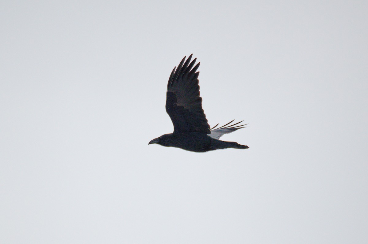 Common Raven - ML365892191