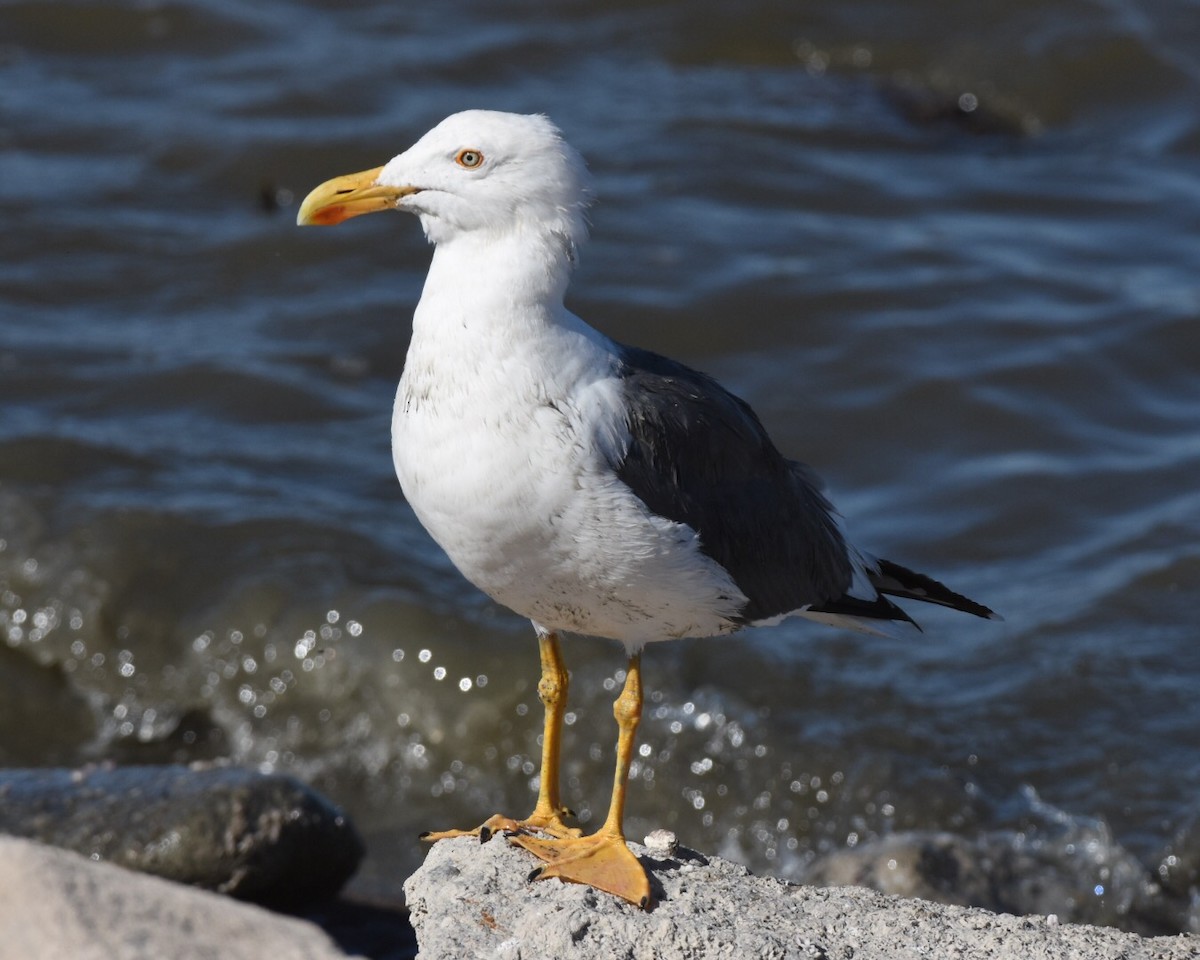 Yellow-footed Gull - Don Hoechlin