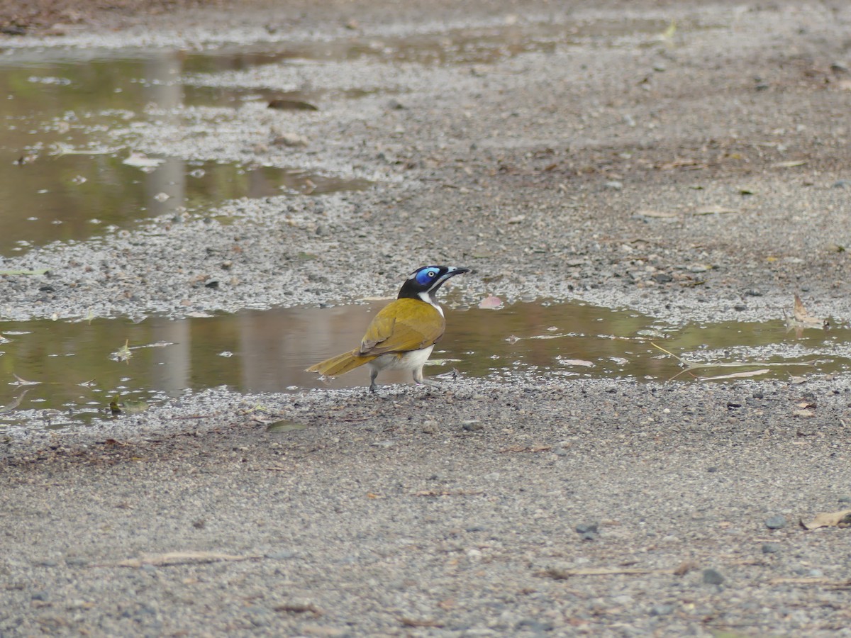 Blue-faced Honeyeater - Andrew Sides