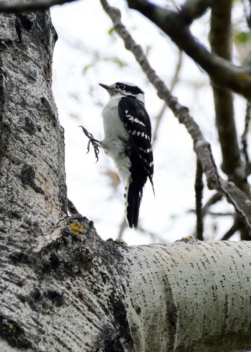 Downy Woodpecker (Eastern) - ML36589971