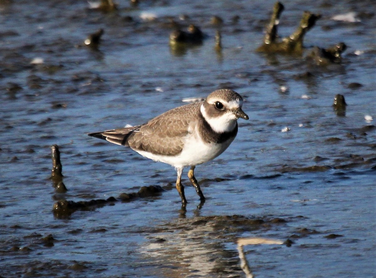 Semipalmated Plover - Nels Nelson