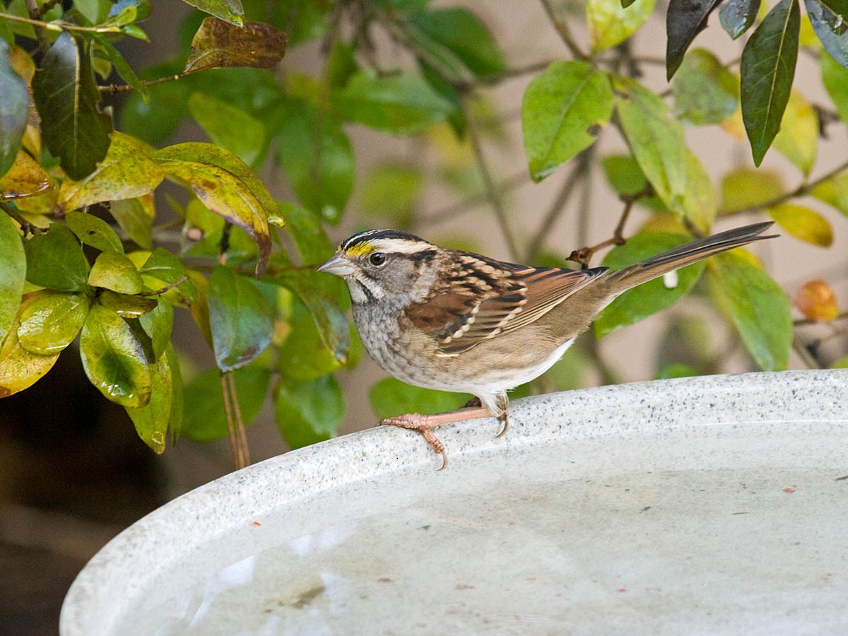 White-throated Sparrow - ML36591371