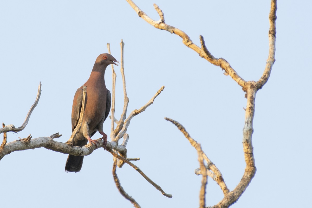 Red-billed Pigeon - Moises Rodriguez