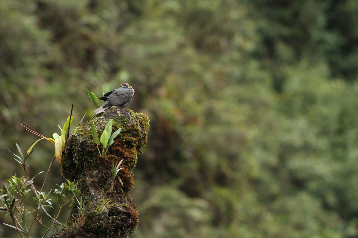 Band-tailed Pigeon - ML36591691