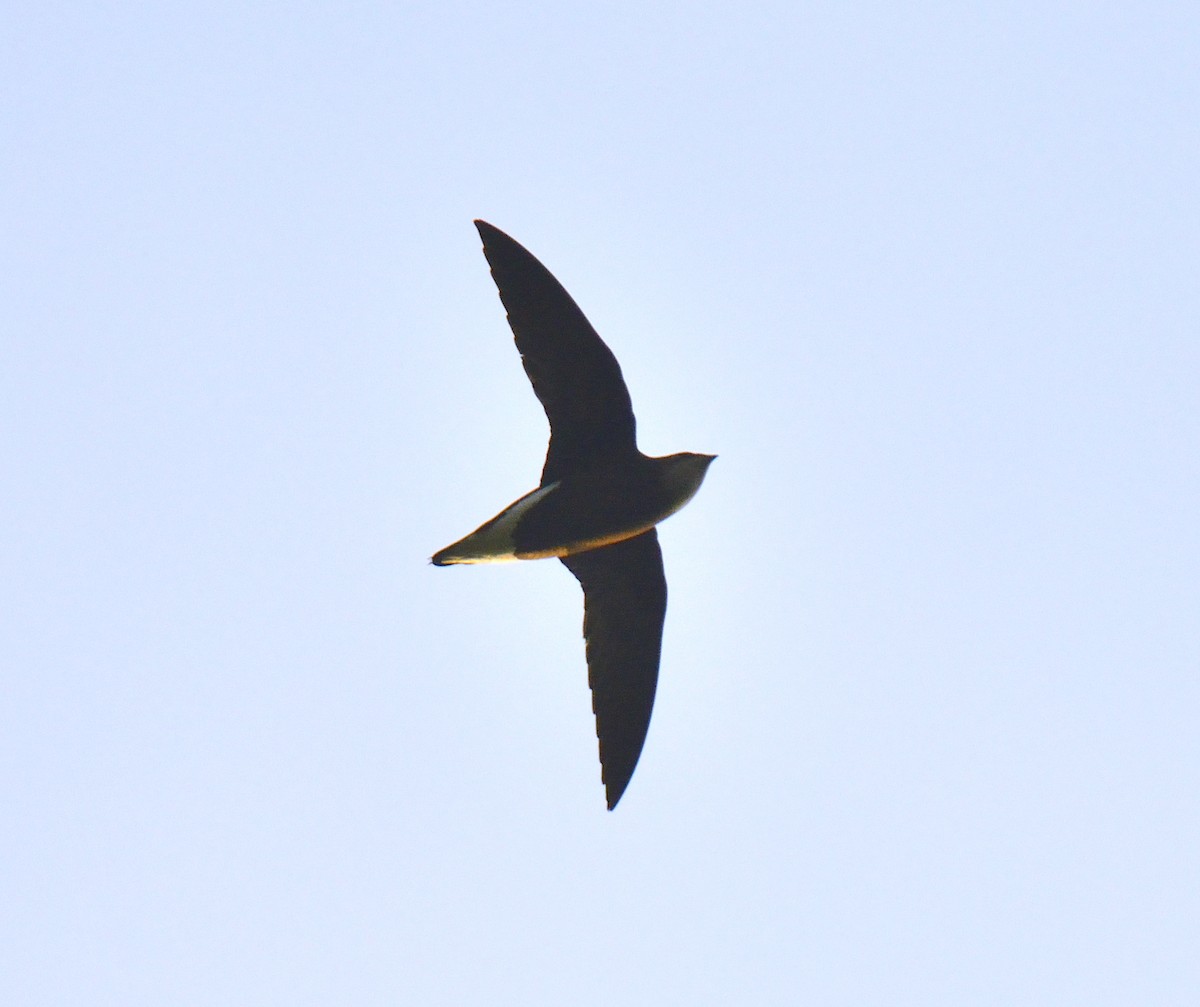 Silver-backed Needletail - ML365917181