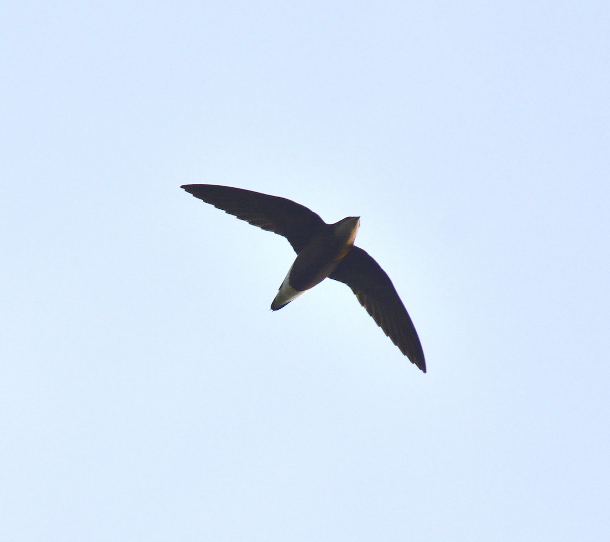 Silver-backed Needletail - ML365917191