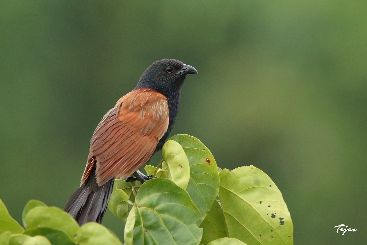 Lesser Coucal - tejas k rao