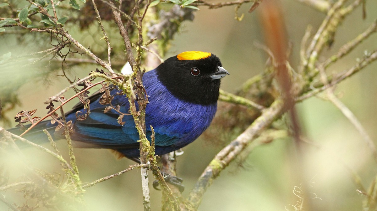 Golden-crowned Tanager - ML36592081