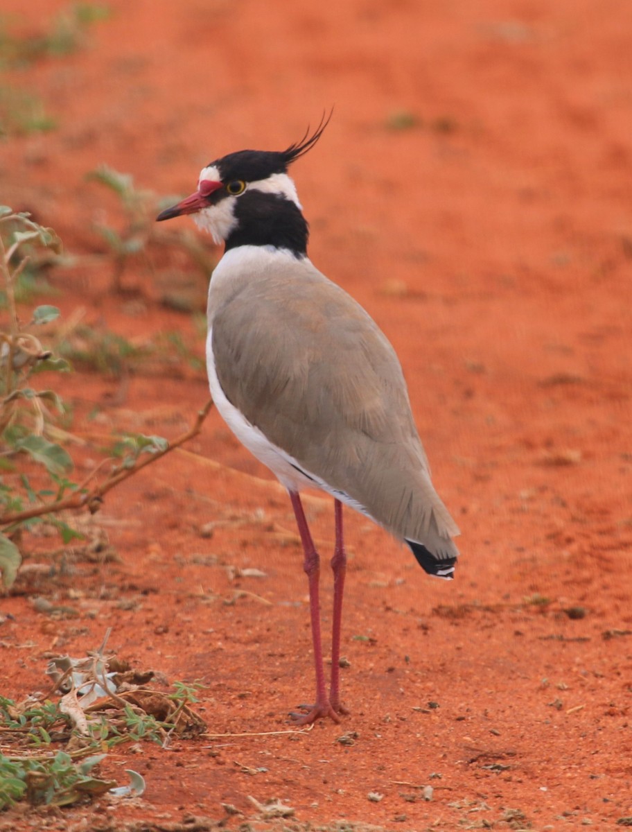 Black-headed Lapwing - Anonymous