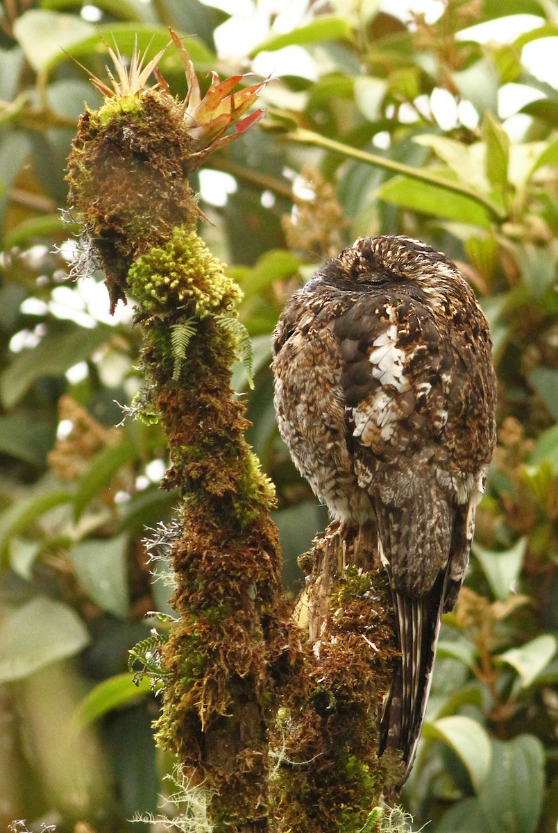 Andean Potoo - ML36592511