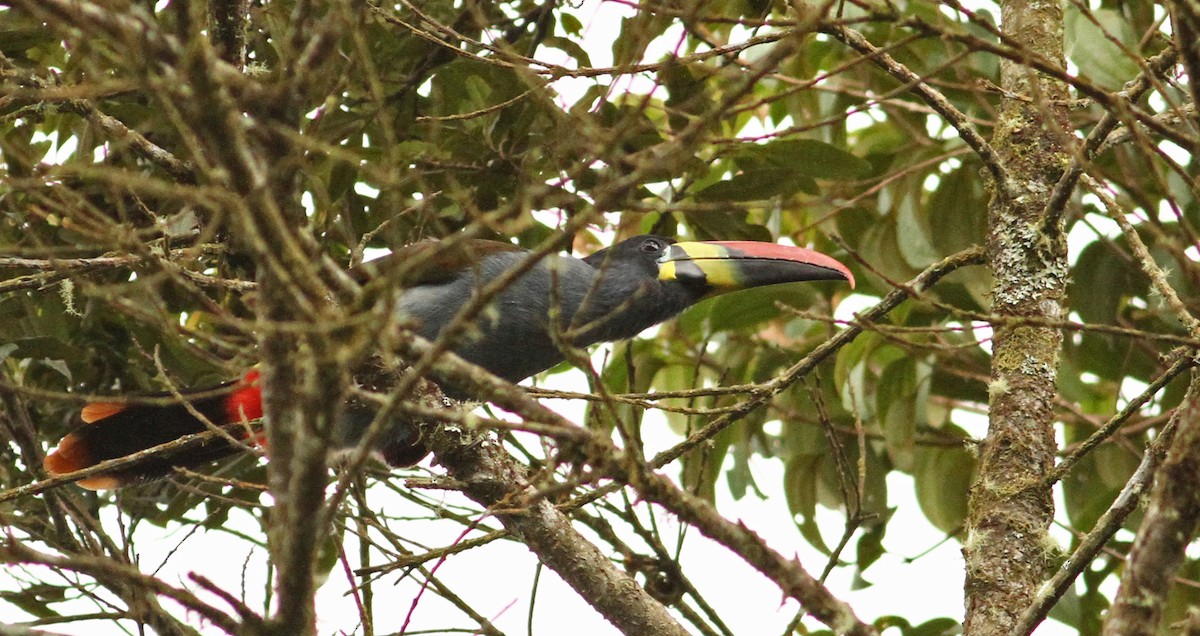 Gray-breasted Mountain-Toucan - ML36592581