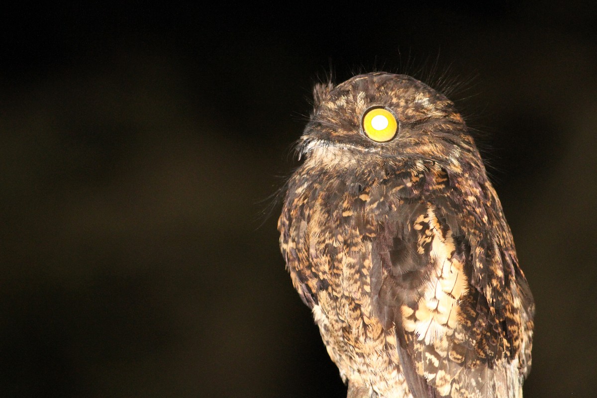 Andean Potoo - ML36592611