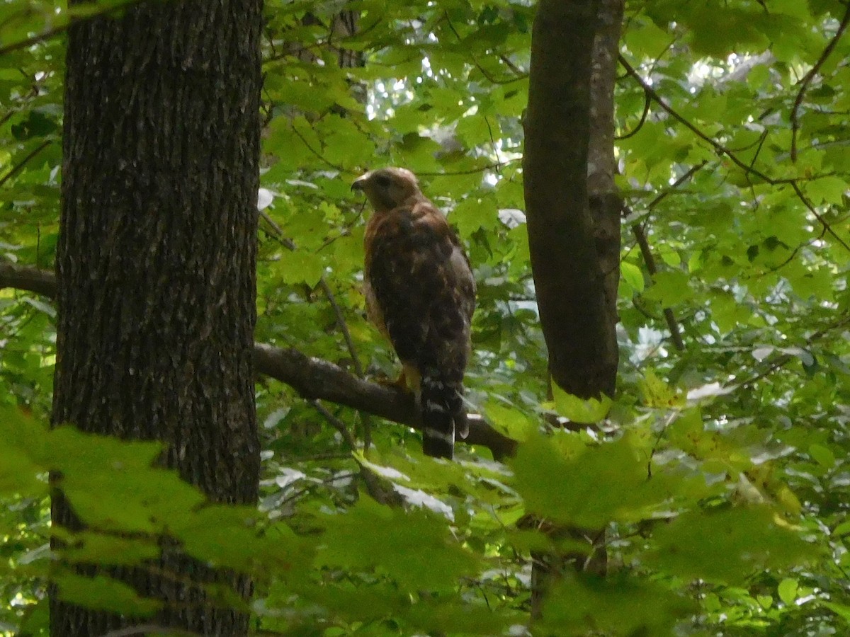 Red-shouldered Hawk - LynnErla Beegle