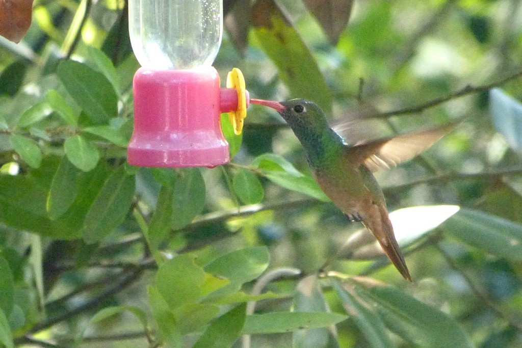 Buff-bellied Hummingbird - Maurice Raymond