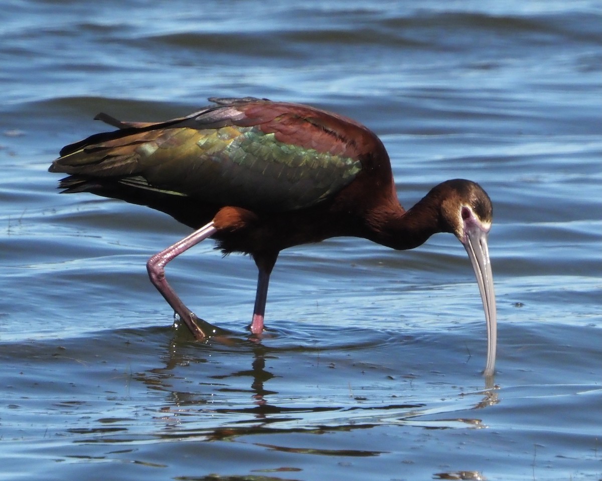ibis americký - ML365930571