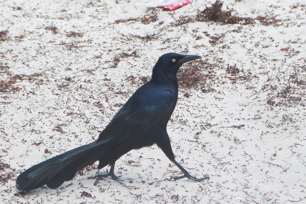 Great-tailed Grackle - ML36593431