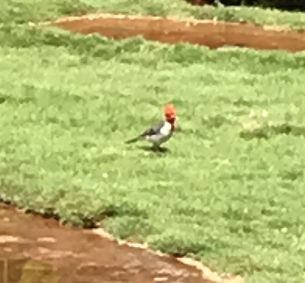 Red-crested Cardinal - ML365950871