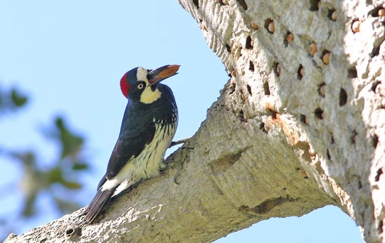 Acorn Woodpecker - Don Roberson