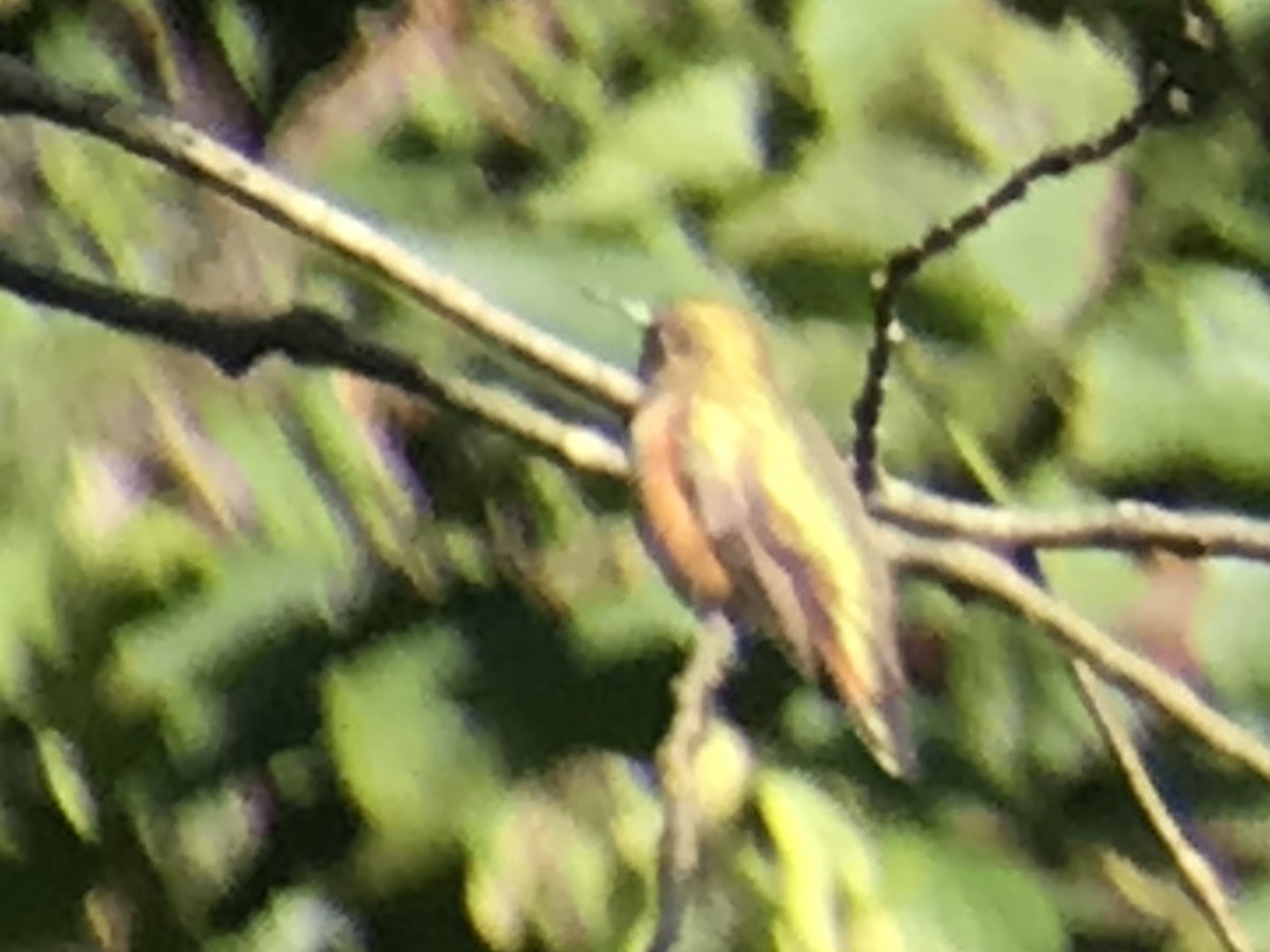 Rufous Hummingbird - mike hatfield