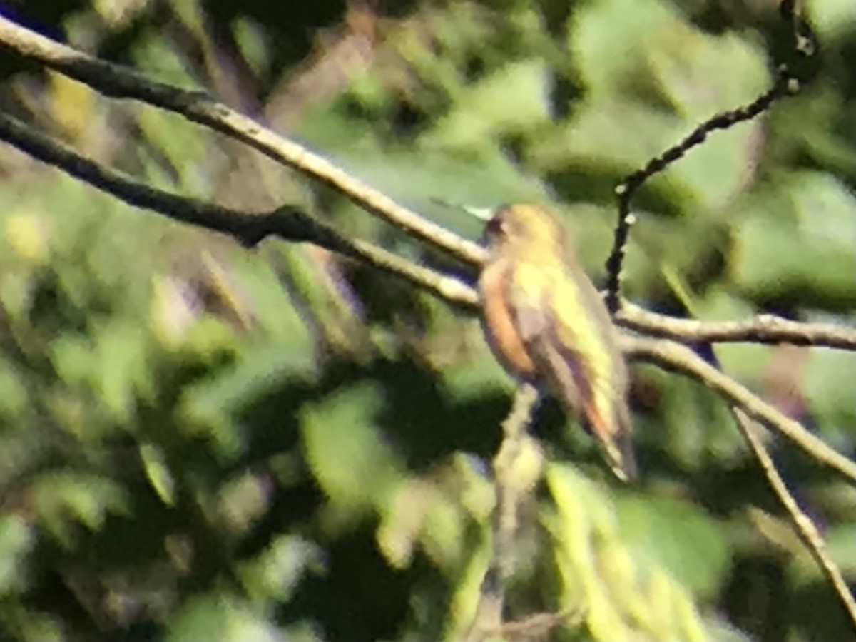 Rufous Hummingbird - ML365971831