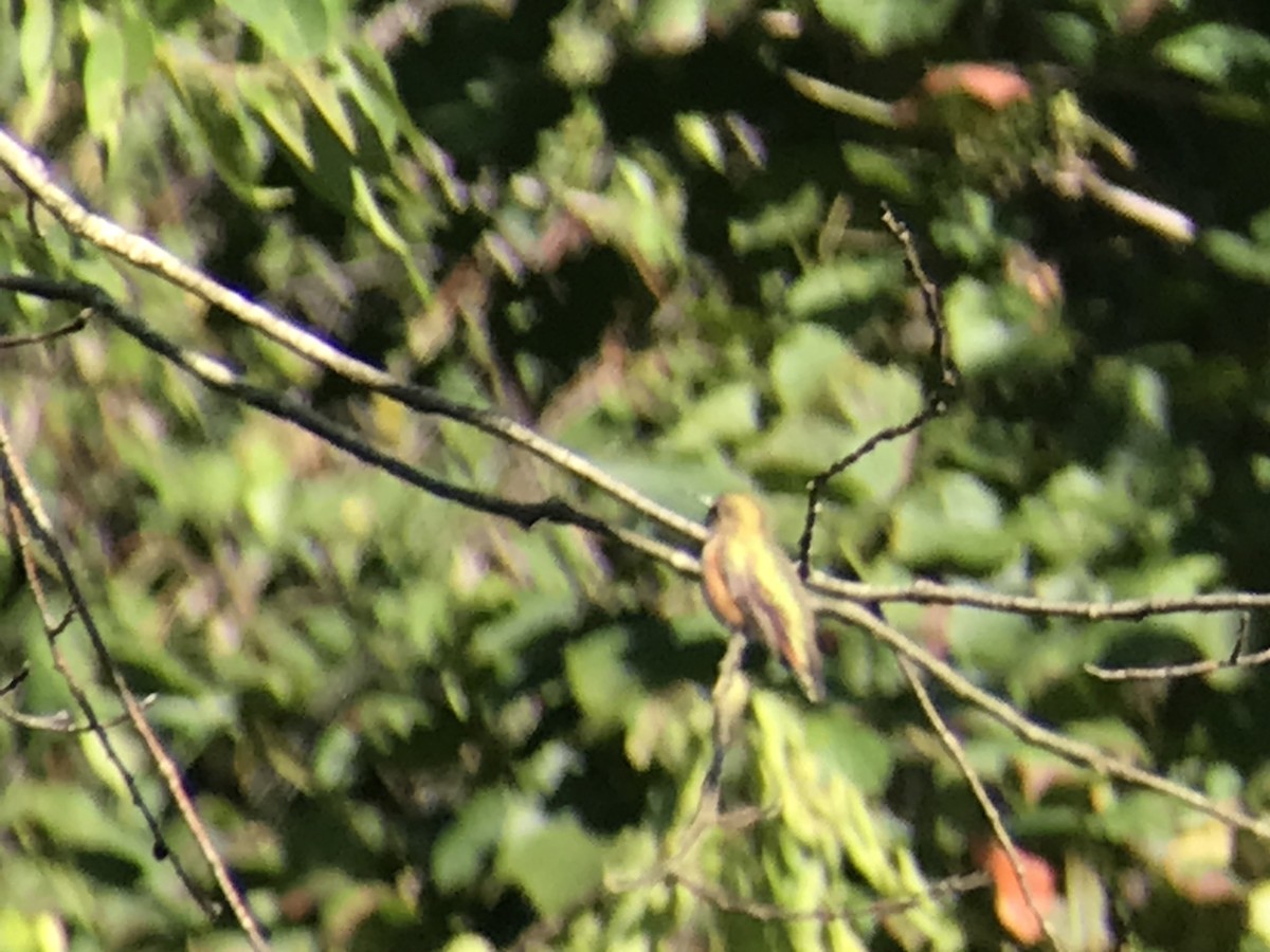 Rufous Hummingbird - ML365971861