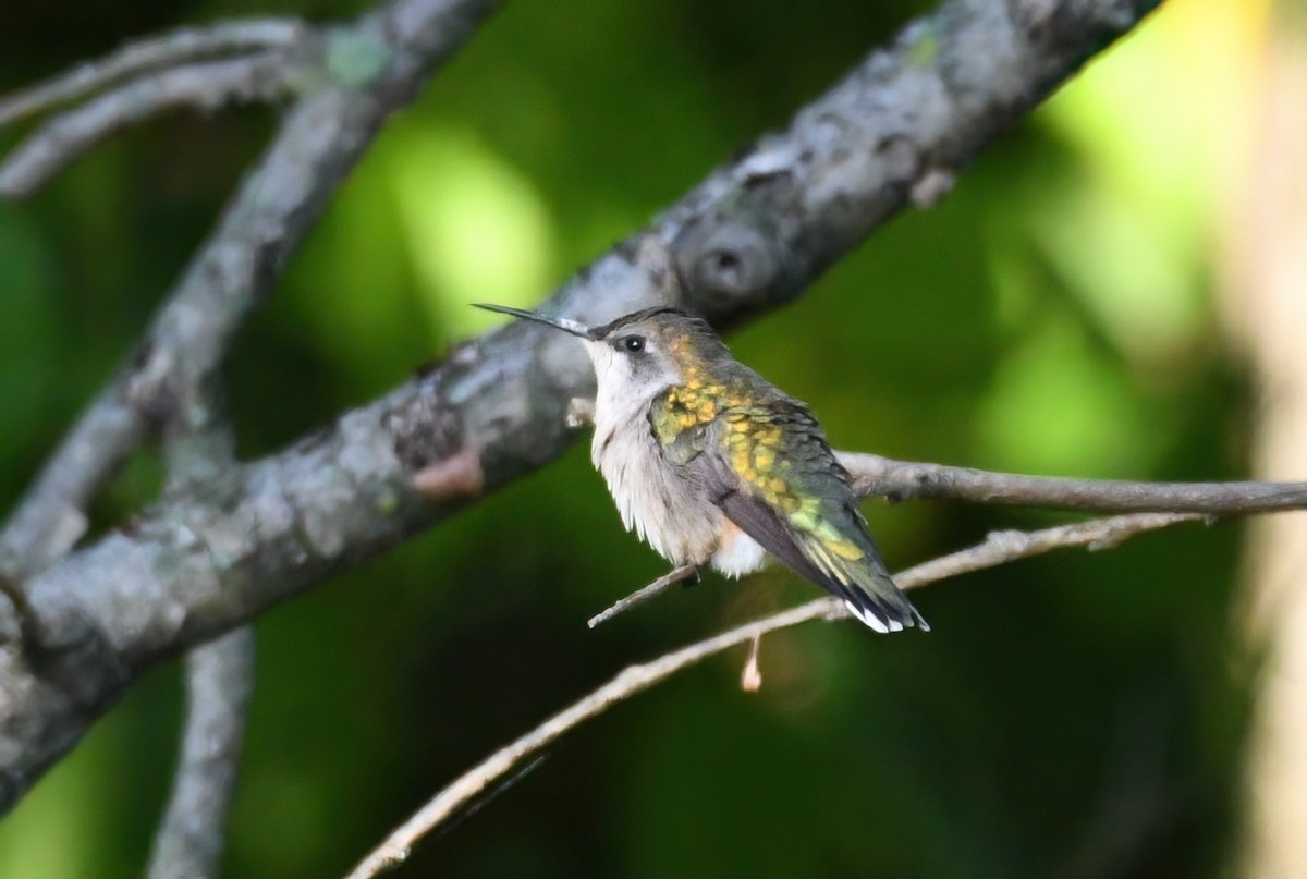Ruby-throated Hummingbird - Bob Reiter