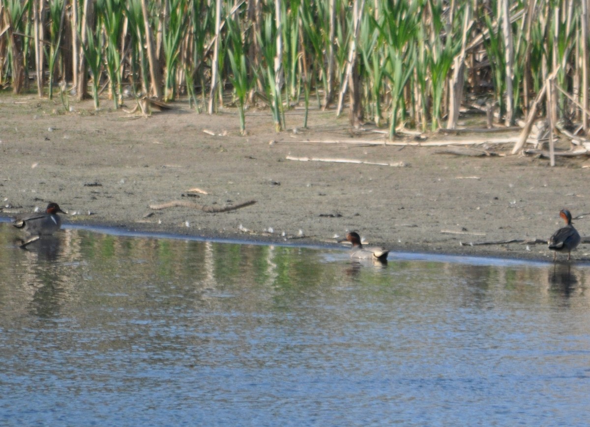 Green-winged Teal - ML365981121