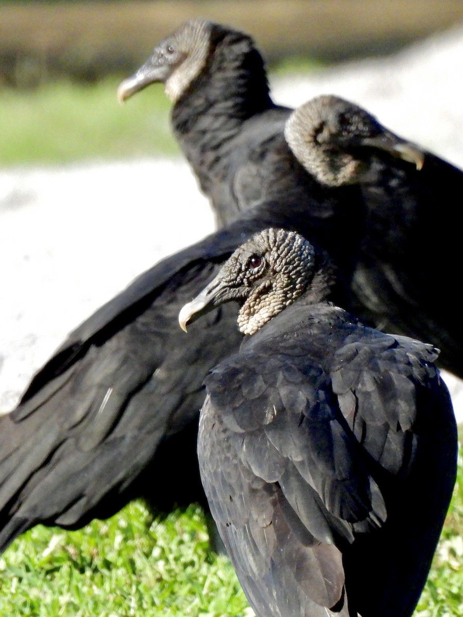 Black Vulture - ML365987051