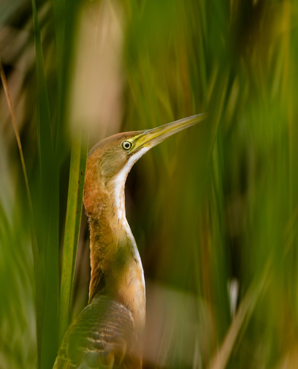 eBird Checklist - 2 Sep 2021 - Great Meadows NWR--Concord Unit - 29 species