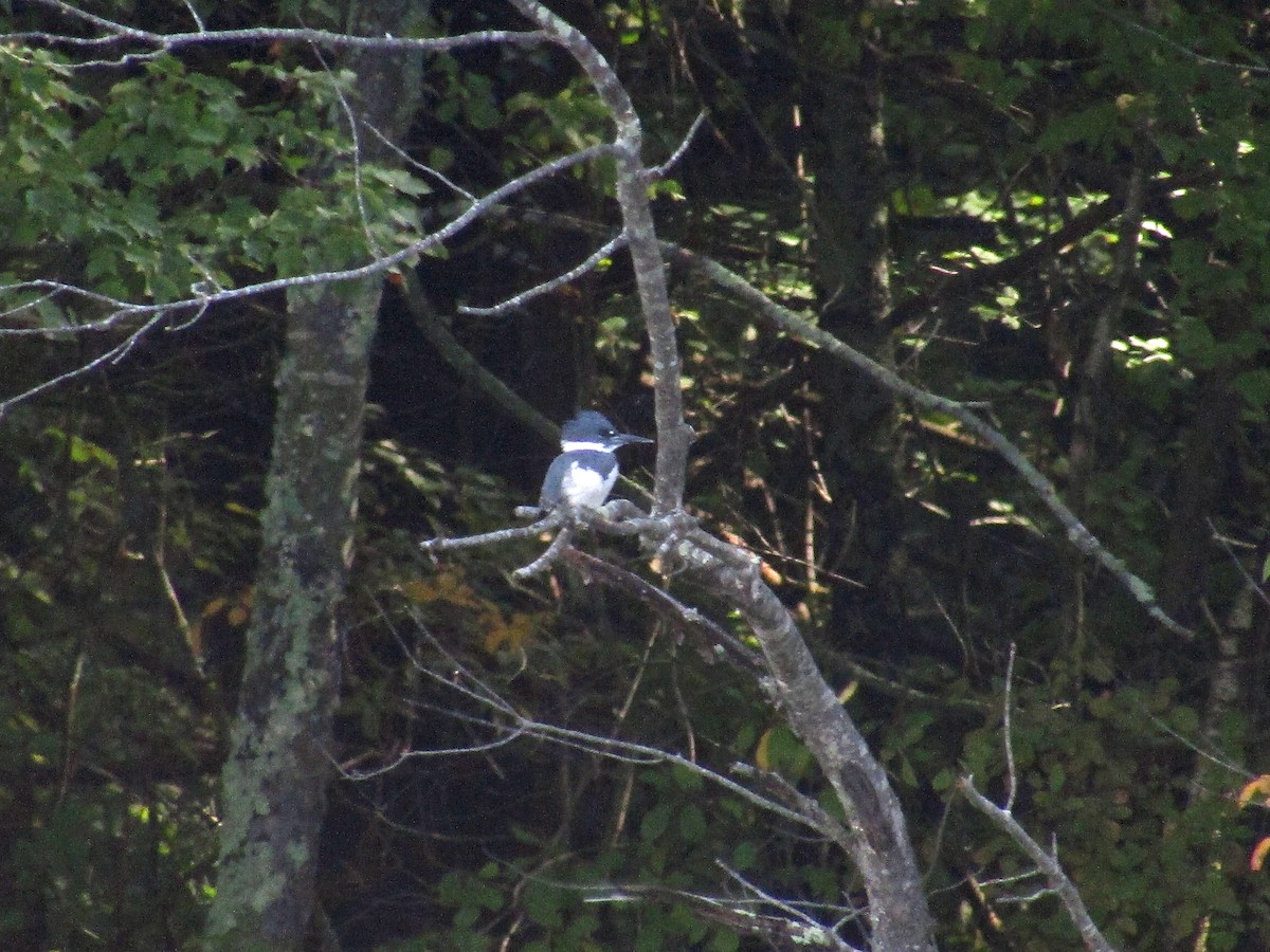 Belted Kingfisher - ML36599261