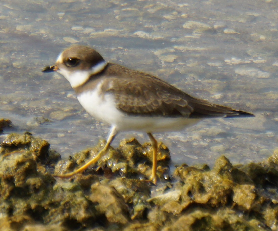Semipalmated Plover - ML365994081