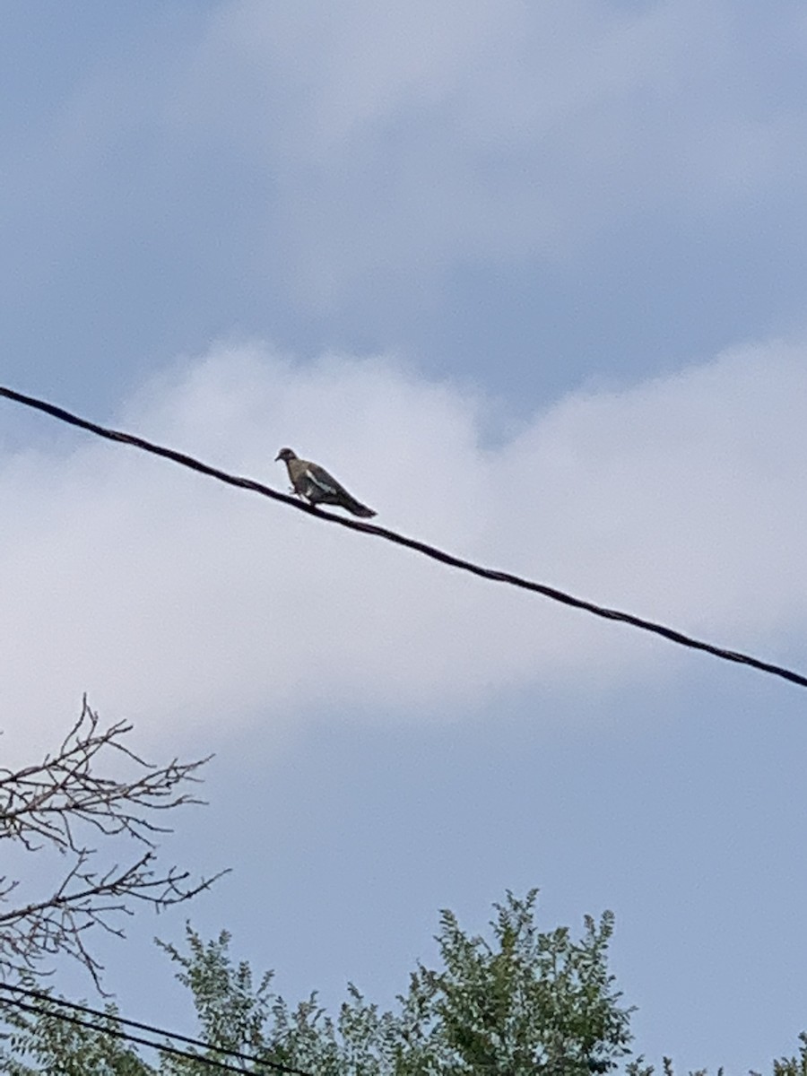 White-winged Dove - ML365996711