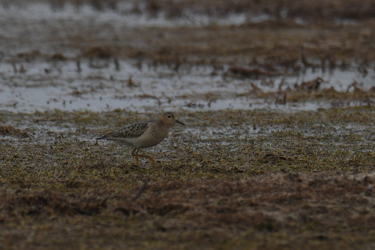 Buff-breasted Sandpiper - Ethan Monk