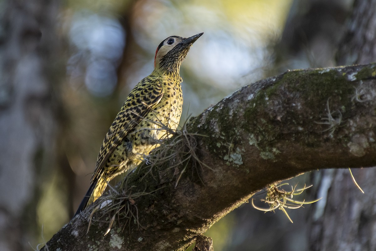 Green-barred Woodpecker - ML365998841