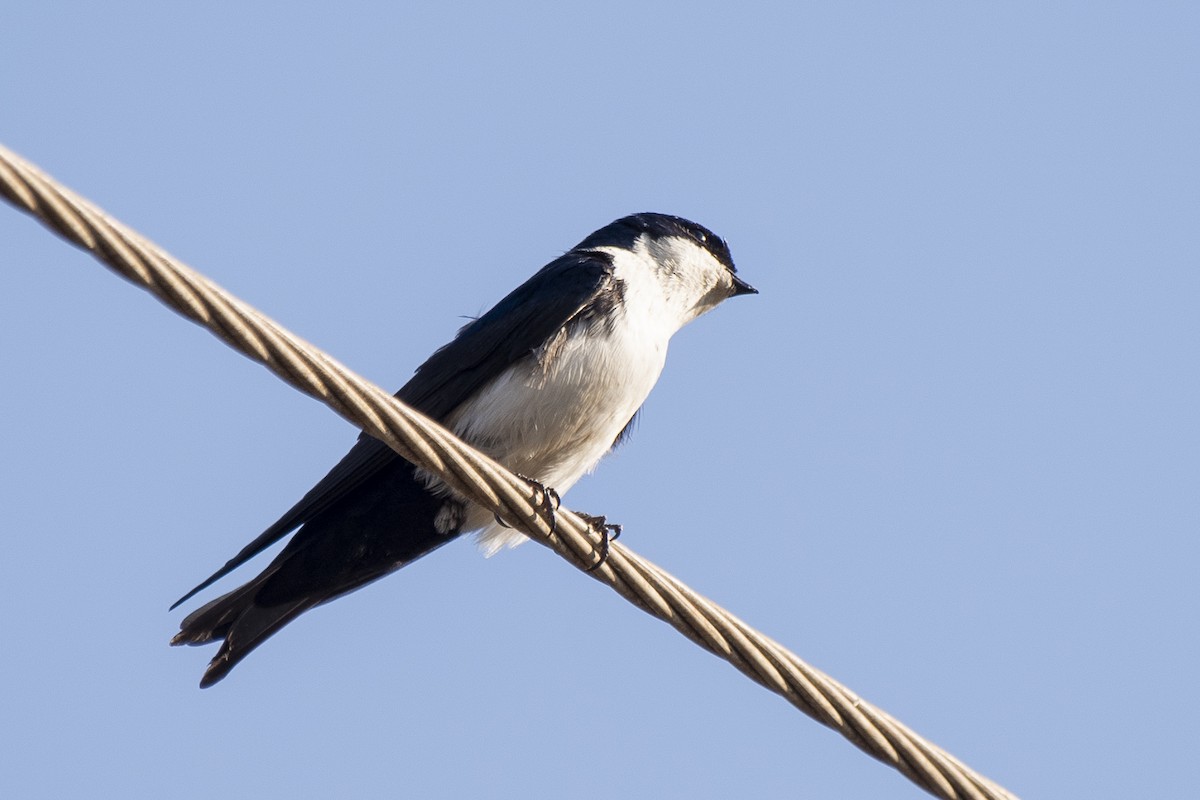 Blue-and-white Swallow - ML365999191