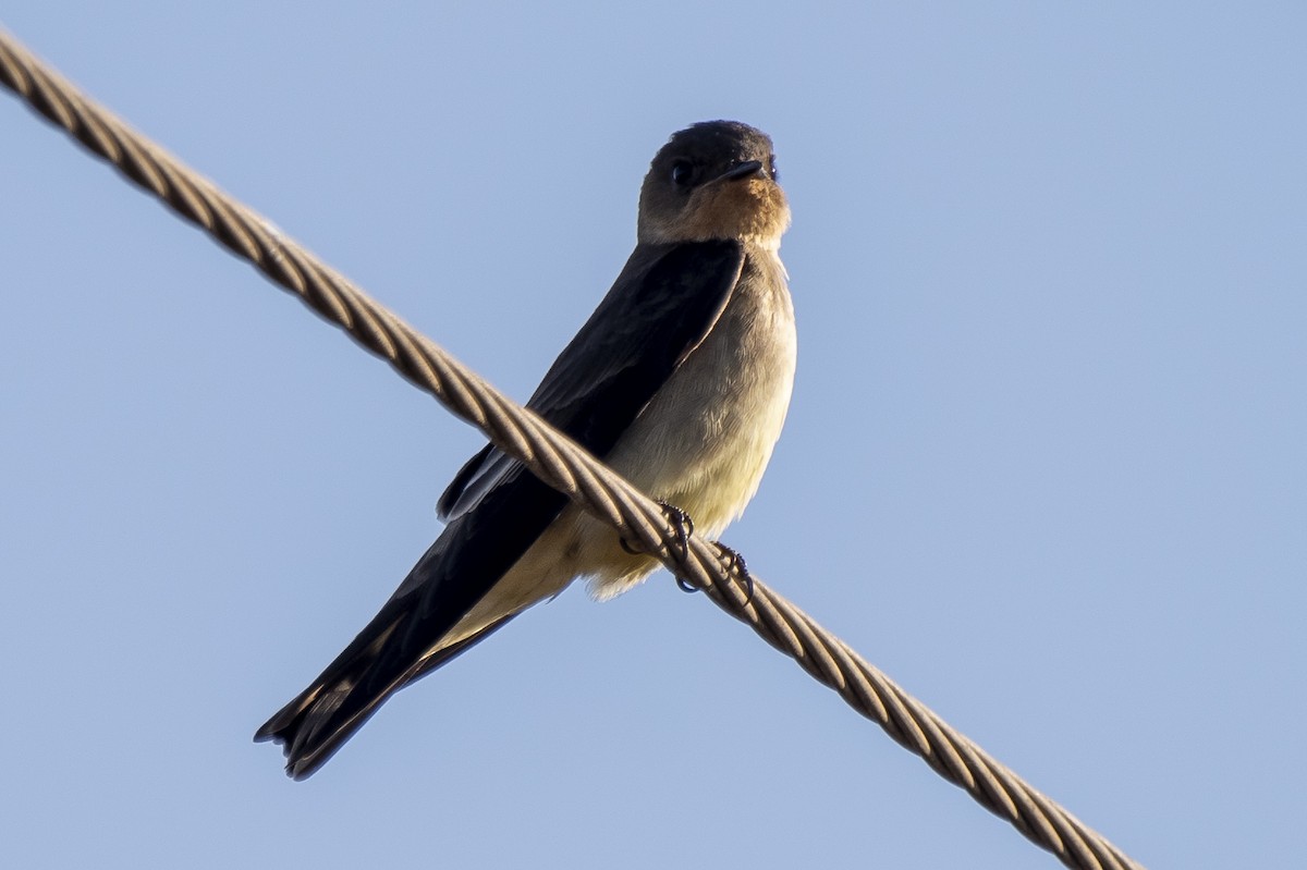 Southern Rough-winged Swallow - ML365999251