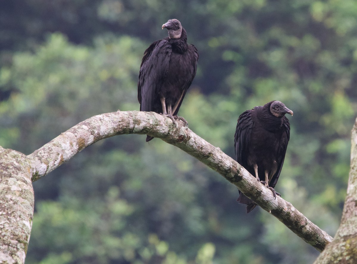 Black Vulture - ML366003151