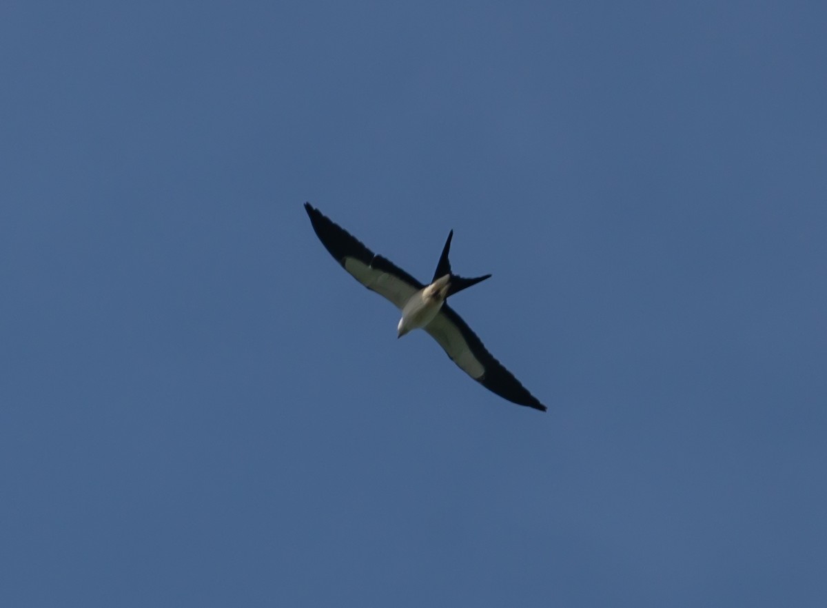 Swallow-tailed Kite - ML366011191