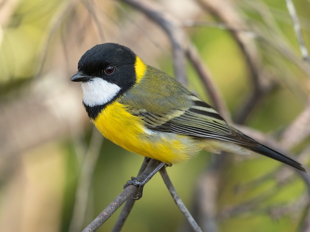 whistler bird