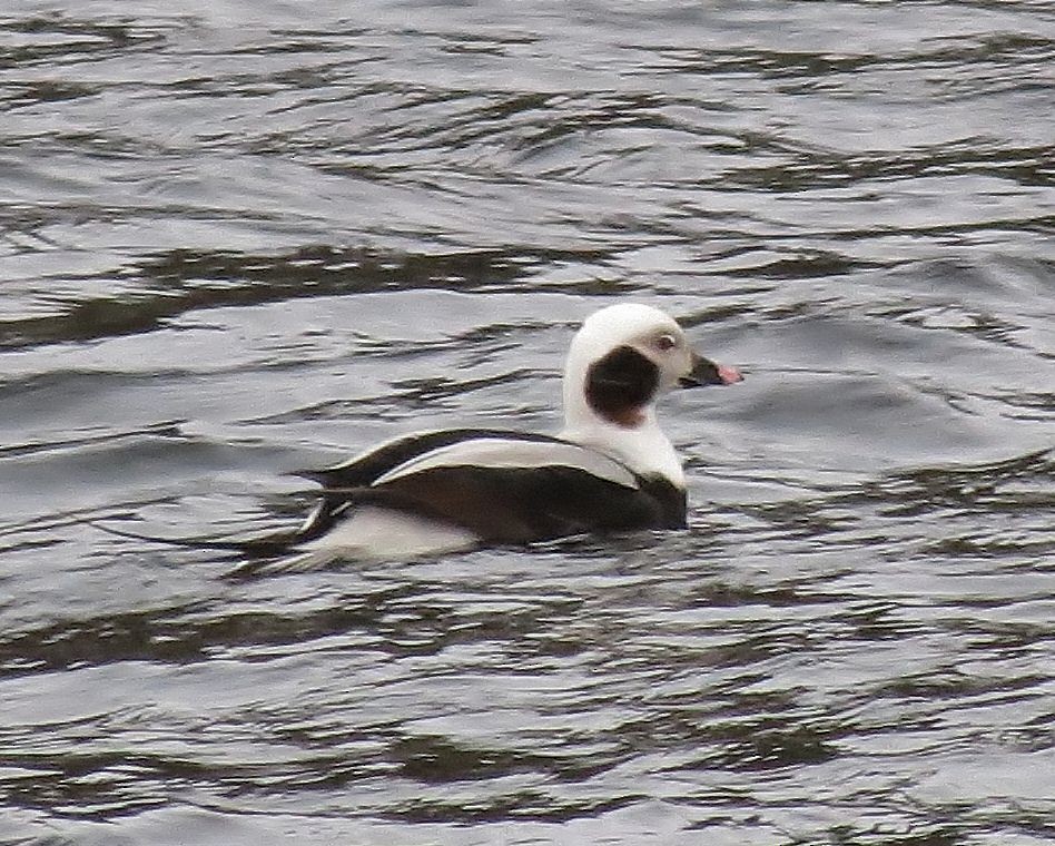 Long-tailed Duck - Donald A. Sutherland