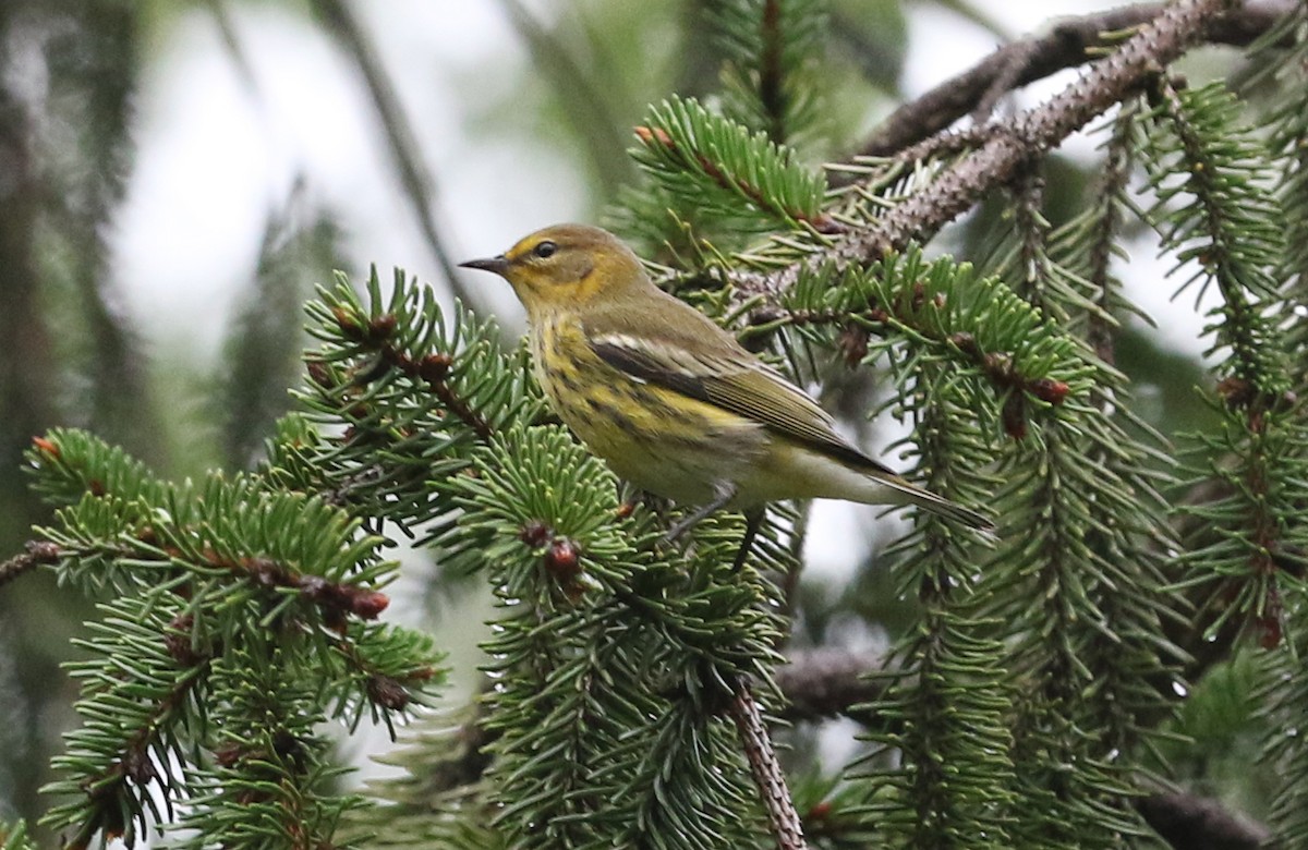 Cape May Warbler - ML366024301