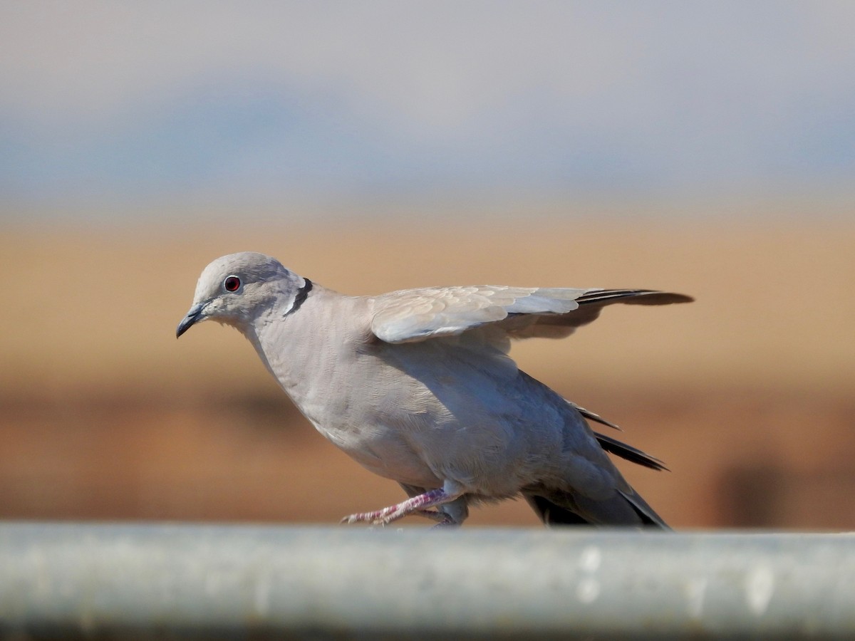 Eurasian Collared-Dove - ML366029151