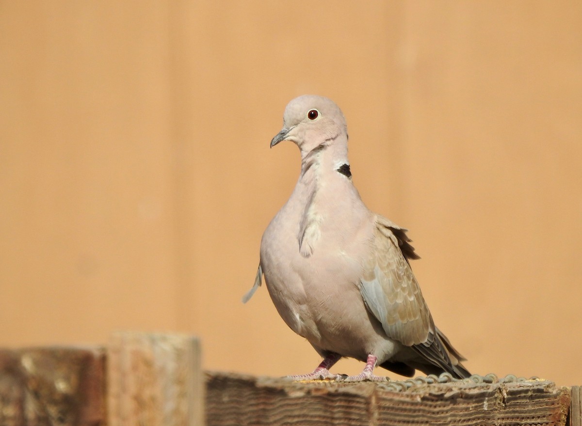 Eurasian Collared-Dove - ML366029391