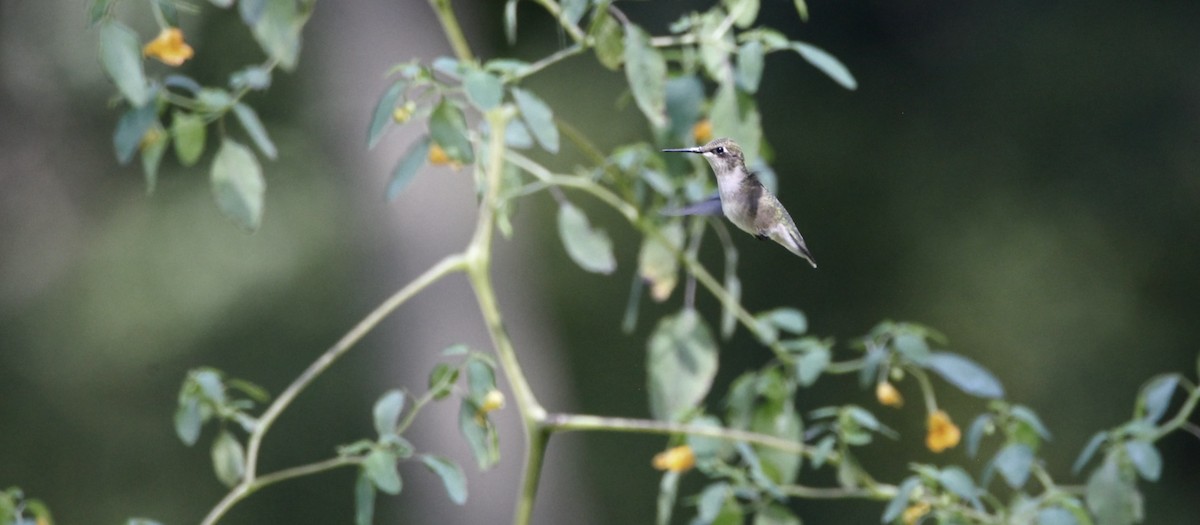 Ruby-throated Hummingbird - ML366029751