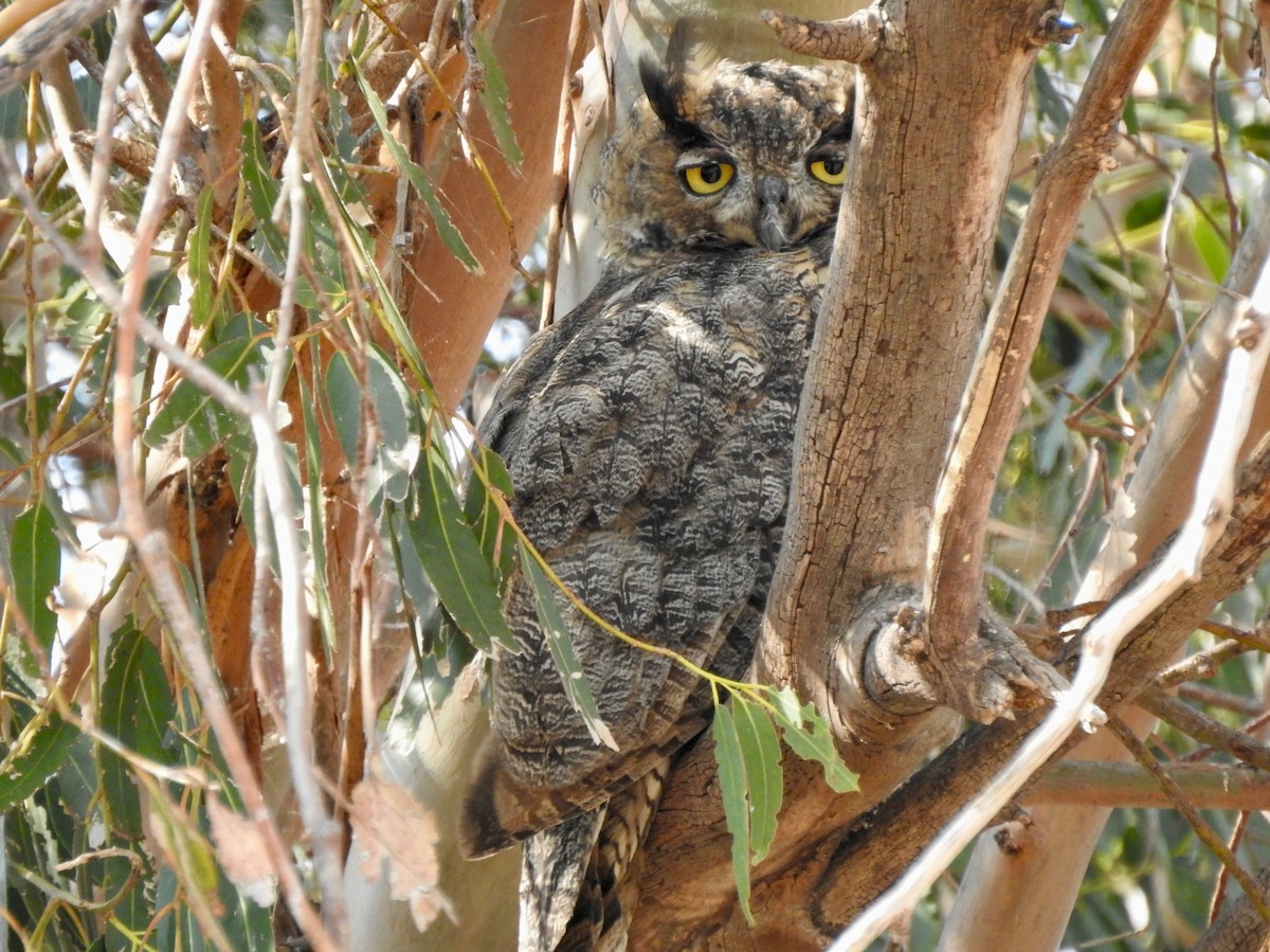 Great Horned Owl - ML366030341