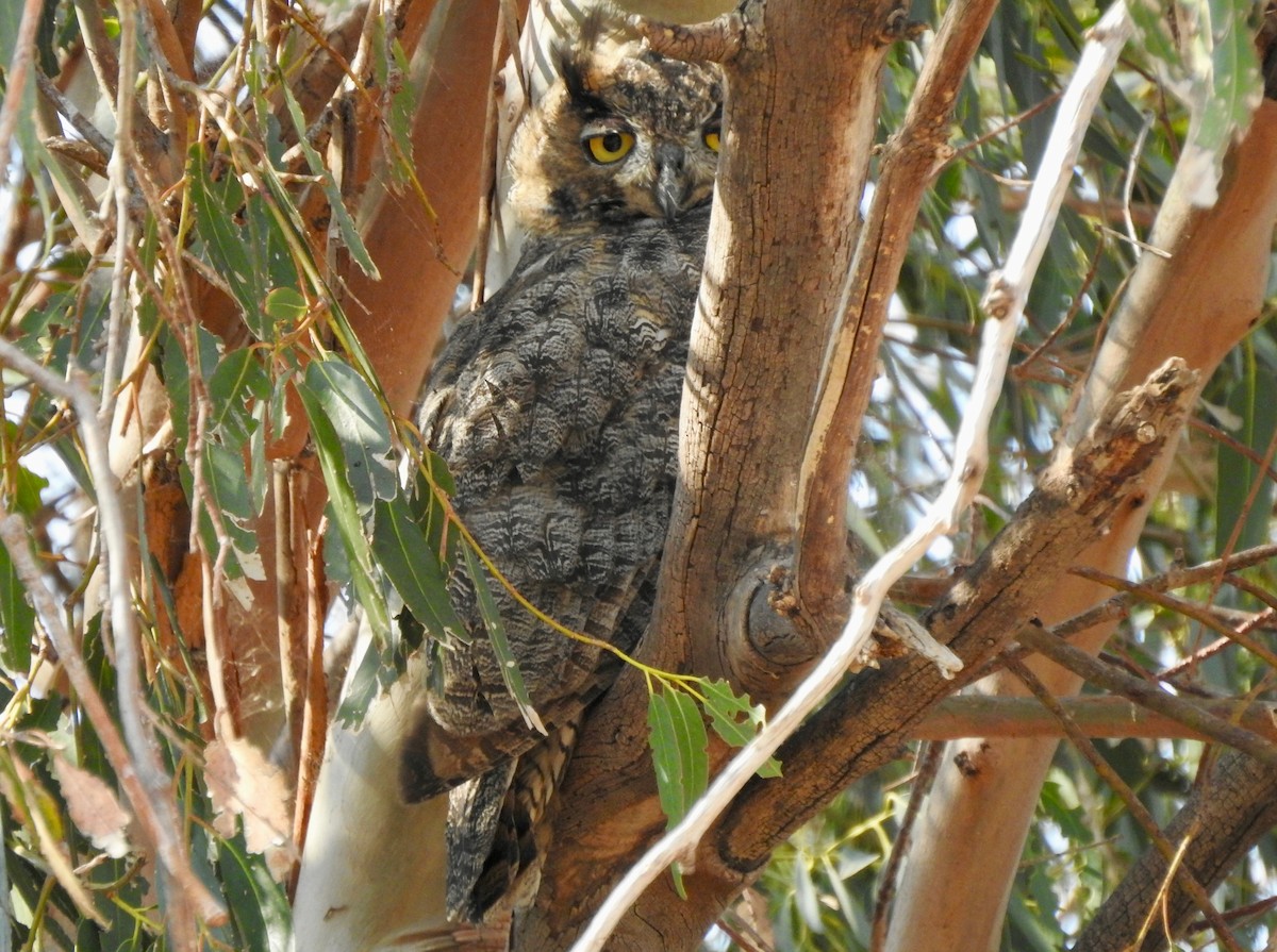 Great Horned Owl - ML366030411